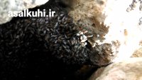 عسل وحشی در کوهستان