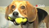 بامزه ترین ویدیو سگ ها