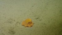 Shy Octopus Hides Inside Its Own Tentacles | Nautilus Live