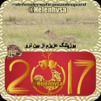 یوزپلنگ عزیزم لطفا از بین نرو@defendersofiranianleopard