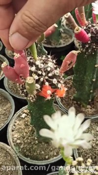 بذر کاکتوس ژمینو - کپسول بذر