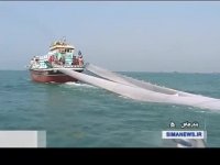 آغاز فصل صید میگو در هرمزگان