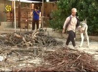 مستند عروس قرابه