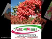 درختچه زرشک بیدانه