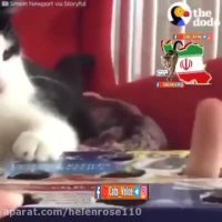 با این روش میتوانید گربه خود را در خانه سرگرم كنید