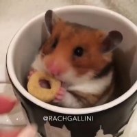 پفک خوردن همستر