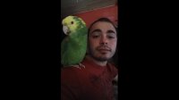 Amazon Parrot sings Luciano Pavarotti's version of "O Sole Mio"