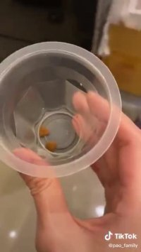 کلیپ خنده دار کوتاه : چالش جدید با حیوانات خونگی