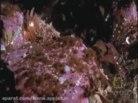 اختاپوس در حال شکار کوسه !!