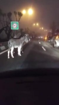 الاغ‌ها در اتوبان مدرس تهران!