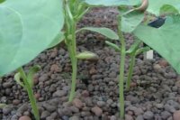 Green Bean Time Lapse