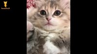 گربه های ملوس و دوست داشتنی おかしい猫 - かわいい猫 - おもしろ猫動画