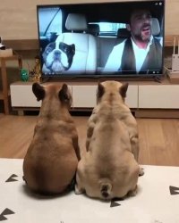 اثر بامزه تماشای تلویزیون