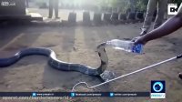دوستی با حیوانات و محیط زیست، آب دادن به مار کبری