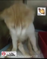 پایی نداشت برای رفتنش،   همتی شدیم برای ماندن ش...