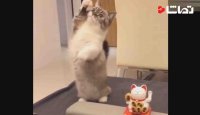 تقلید بامزه گربه از اسباب بازی