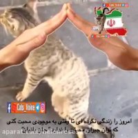 گربه ها ( حیوانات ) در خیابان خوشبخت نیستند.
