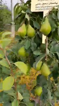 باردهی گلابی بیروتی با پایه OHF