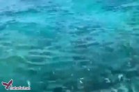 سفر به جزیره زیبای کیش