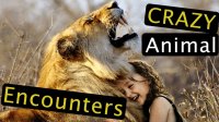برخوردهای ترسناک با حیوانات وحشی!
