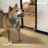 کلیپ خنده دار سگ شاکی و عصبانی