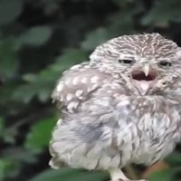 جغدی که خمیازه میکشه!