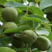 خرید نهال گردو پدرو پاکوتاه  09121270623