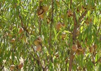 فروش درخت بادام دیرگل 09197722261