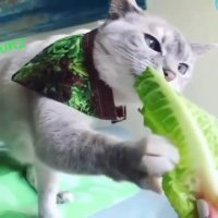 وقتی گربه باشی و رژیم بگیری