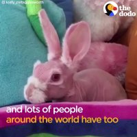 خرگوش کوچولوی بدون مو