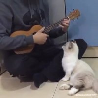 گربه علاقه مند به هنر