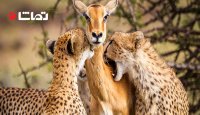تعقیب و گریز فوق العاده ی چیتا و ایمپالا