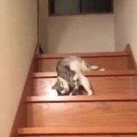 گربه ی خوابالو