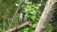 Birds of Britain - Garden Birds Volume 1 : Filmed in Slow Motion