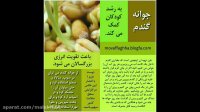 خواص جوانه گندم
