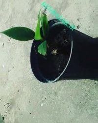 فروش نهال موز قرمز برزیلی - ردبازار - رشت www.Redbazar.ir