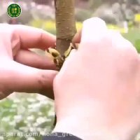 آموزش پیوند زدن گیاهان