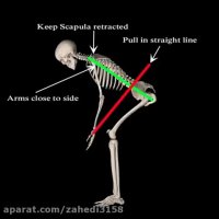 آرنولدشو.آموزش حرکت پارویی خم هالتر در بدنسازی