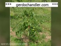 نهال گردو فرنور مقاوم در برابر سرما | 09141832393