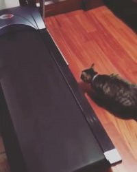 گربه و تردمیل