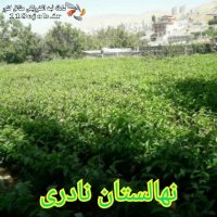 نهالستان نادری میاندوآب