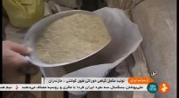 پرورش مرغ و تخم مرغ شهرستان آمل ایران
