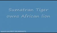ببر سوماترا vs شیر افریقایی