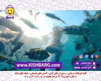 کیش جزیره دیدنی ها و شگفتی آرامش کیش ارزان و تور ارزان کیش (تور لحظه آخری کیش | قیمت تور کیش | تور ارزان کیش | پرواز چارتر ...)