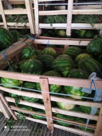 هندوانه ب 32 که طعم باب میل روس ها دارد صادرات توسط گوزلی فروت با مدیریت محسن گوزلی