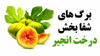 برگ های شفابخش درخت انجیر