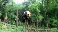 Panda Climbing Trees And Hanging On The Branch | iPanda