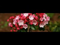 خواص موم با عسل