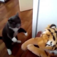 جنگ گربه با ببر!