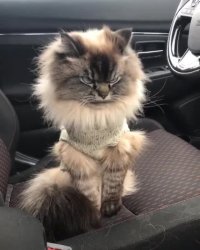 کلیپ بامزه گربه